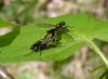 Bibio lanigerus